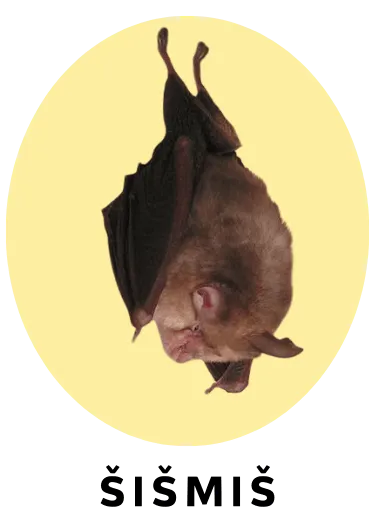 Šišmiš