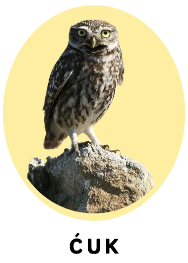 Ćuk