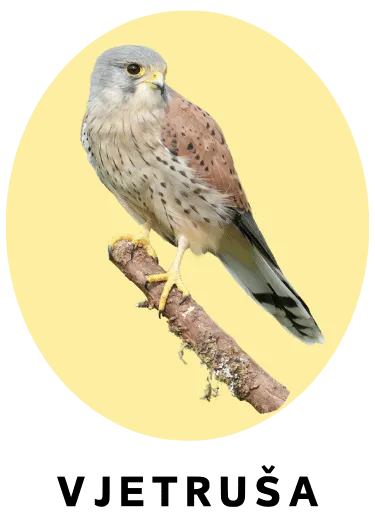 Vjetruša