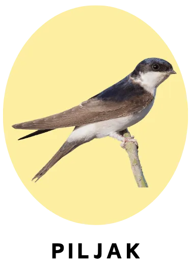 Piljak