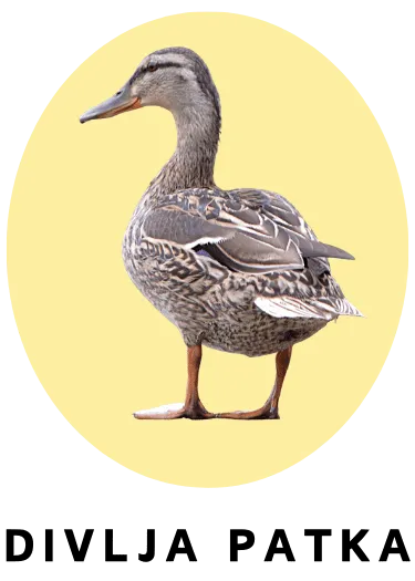 Divlja patka