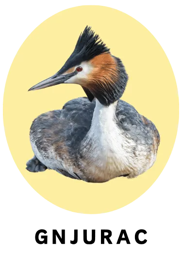 Gnjurac