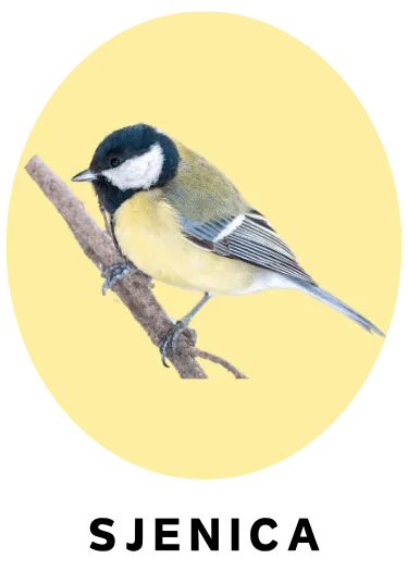 sjenica