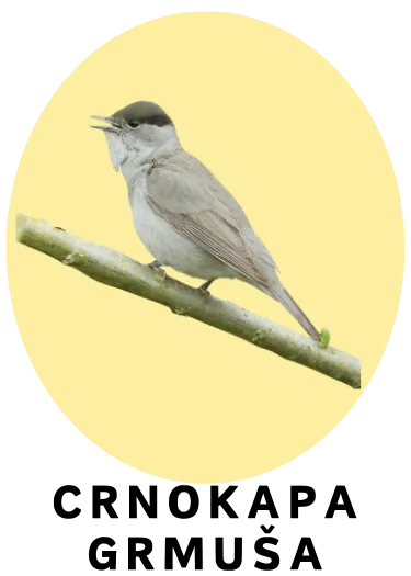 Crnokapa grmuša