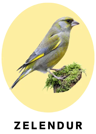 Zelendur