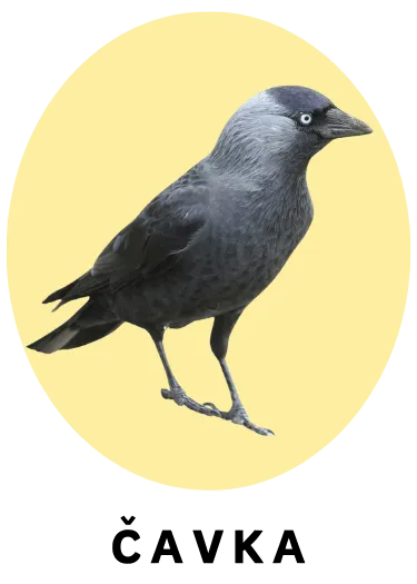 Čavka
