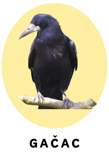 Gačac