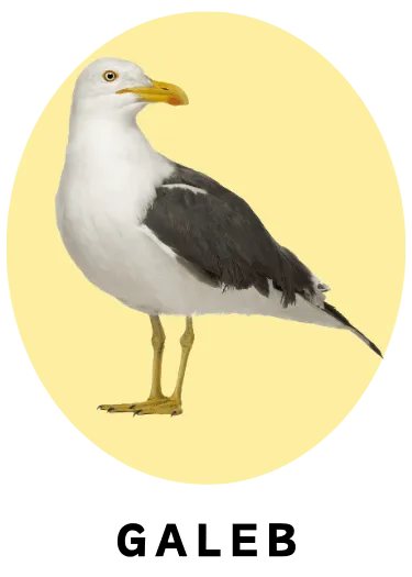 Galeb