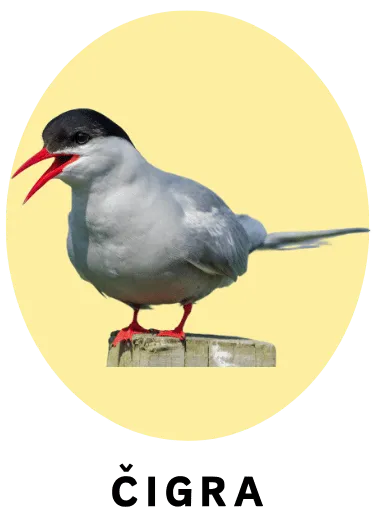 Čigra