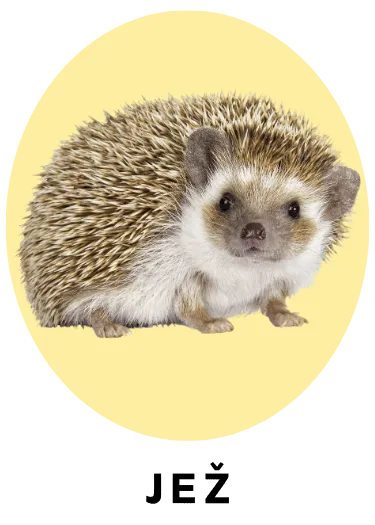 Jež