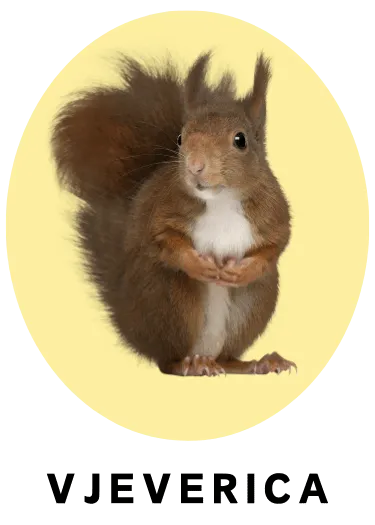 Vjeverica