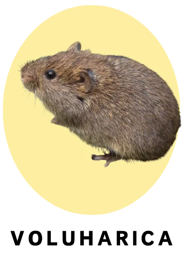 Voluharica