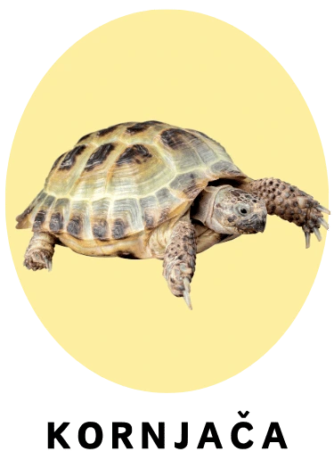 Kornjača
