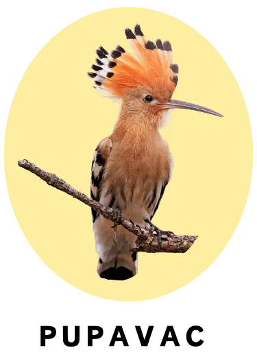 Pupavac