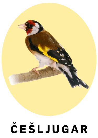 Češljugar