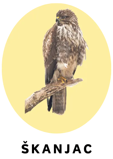 Škanjac