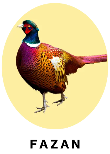 Fazan