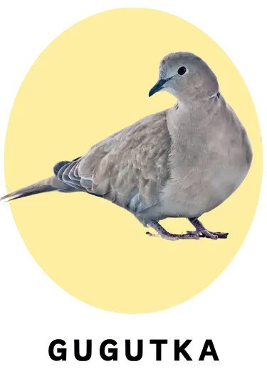 Gugutka