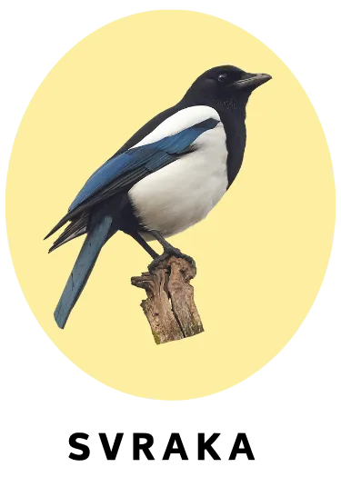 Svraka