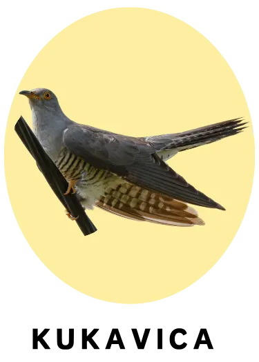 Kukavica