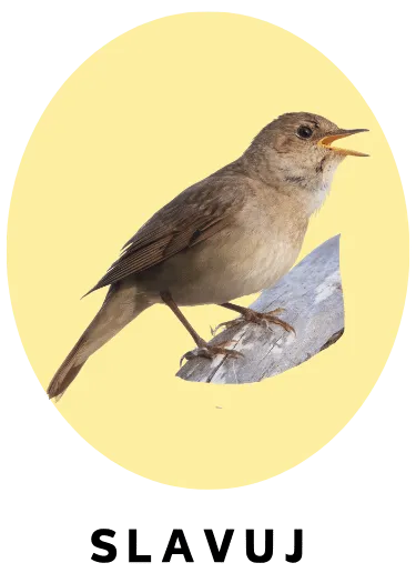 Slavuj