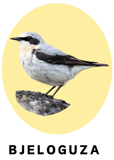 Bjeloguza