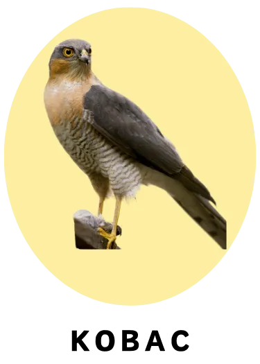 Kobac