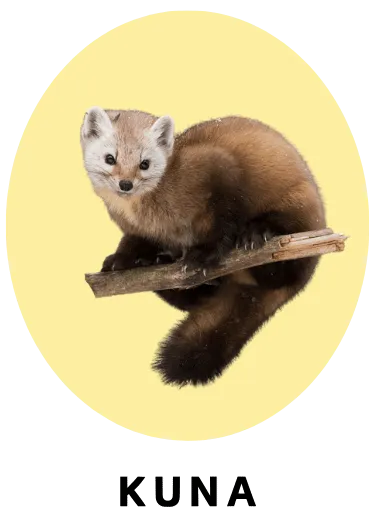 Kuna