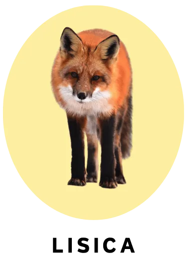 Lisica