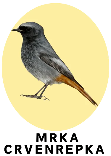 Mrka crvenperka