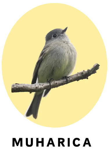 Muharica