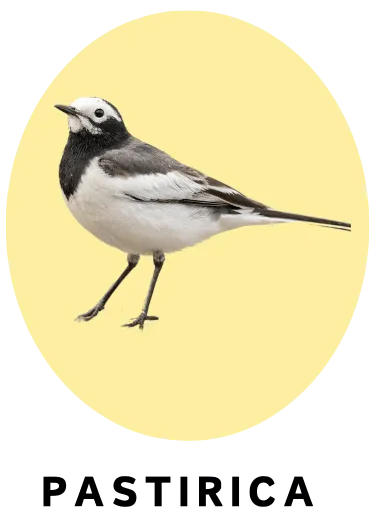 Pastirica