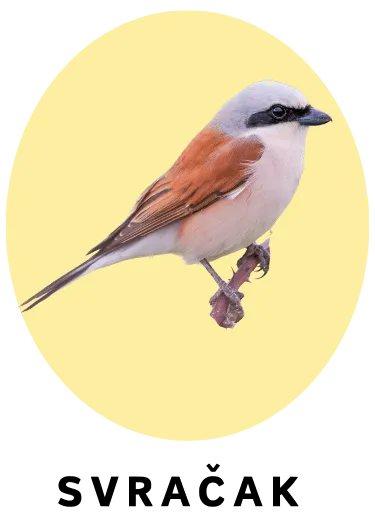 Svračak
