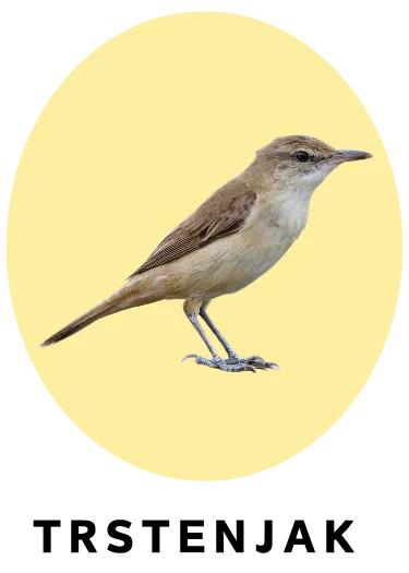 Trstenjak