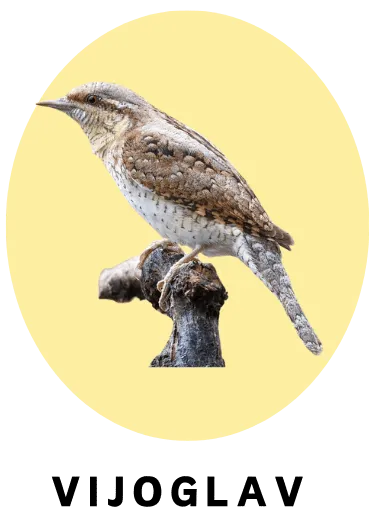 Vijoglav