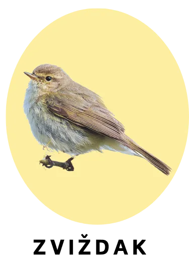 Zviždak